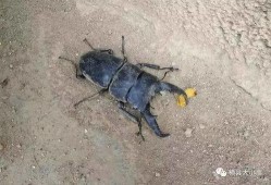 八重虫子爆料视频大全,揭秘幕后真相与精彩瞬间